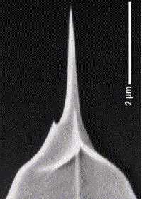 nanosensors - high aspect ratio tip (approx. 6 kB)